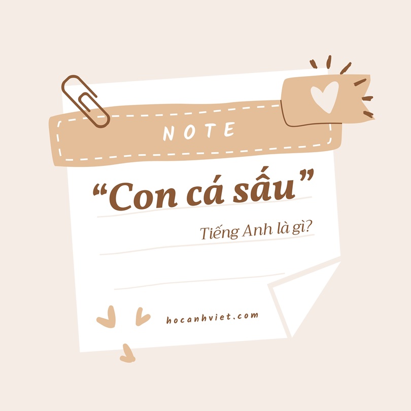 Con cá sấu tiếng Anh là gì?