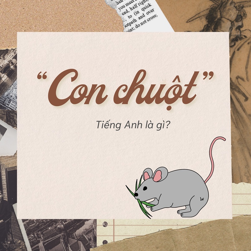 Con chuột tiếng Anh là gì?
