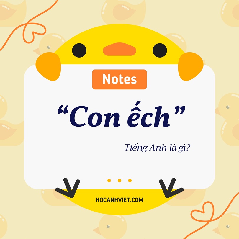 Con ếch tiếng Anh là gì?