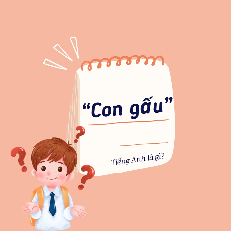 Con gấu tiếng Anh là gì?