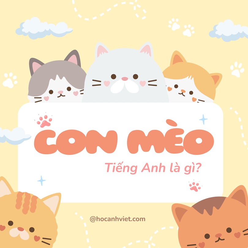 Con mèo tiếng Anh là gì?