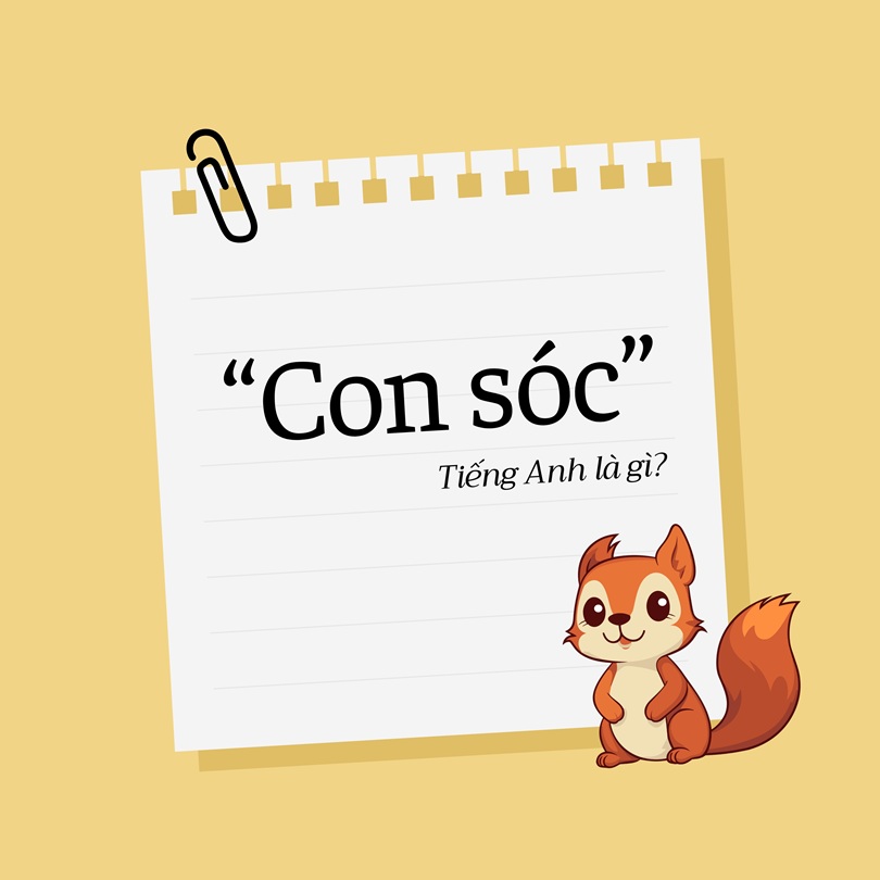 Con sóc tiếng Anh là gì?