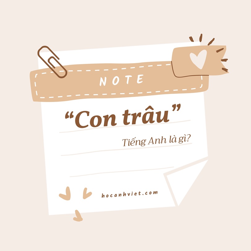 Con trâu tiếng Anh là gì?