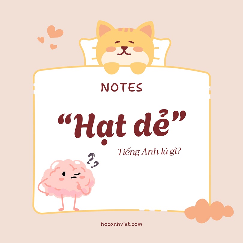 Hạt dẻ tiếng Anh là gì?