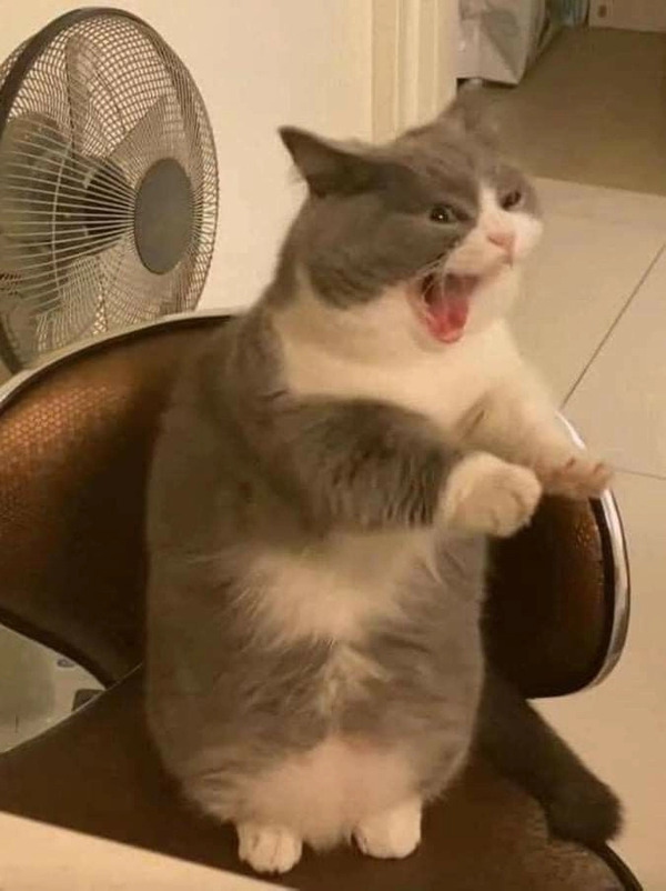 Khó chịu vô cùng meme 20