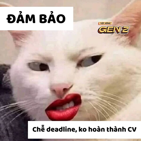 Meme đi làm 40