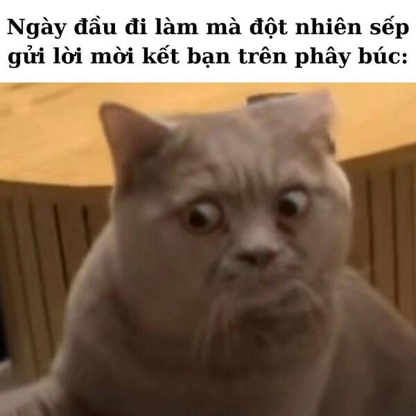 Meme đi làm 9