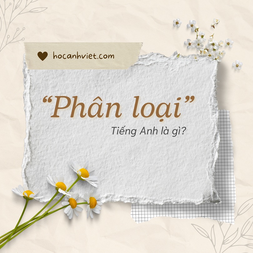 Phân loại tiếng Anh là gì?