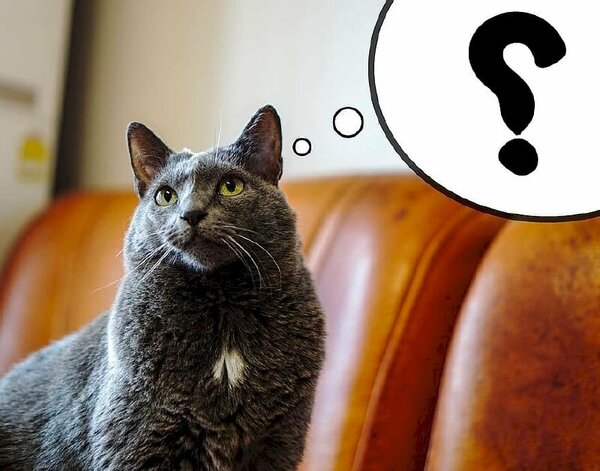 Chấm hỏi meme 36