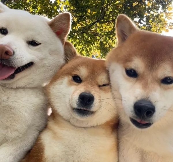 Mãi là anh em meme 11