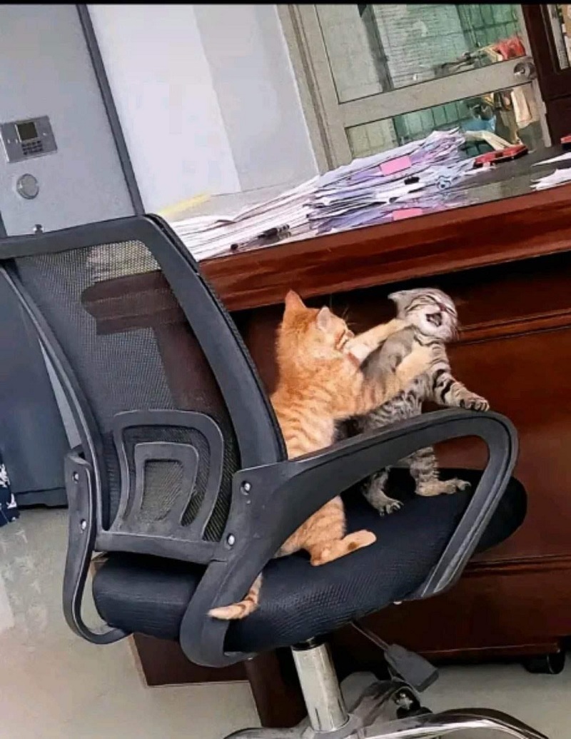 Meme bóp cổ hình 2 con mèo hài hước 