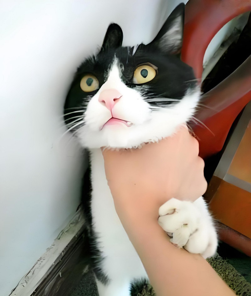 Mèo trắng bị túm cổ nhẹ, vẻ mặt hoảng loạn nhưng đáng yêu.