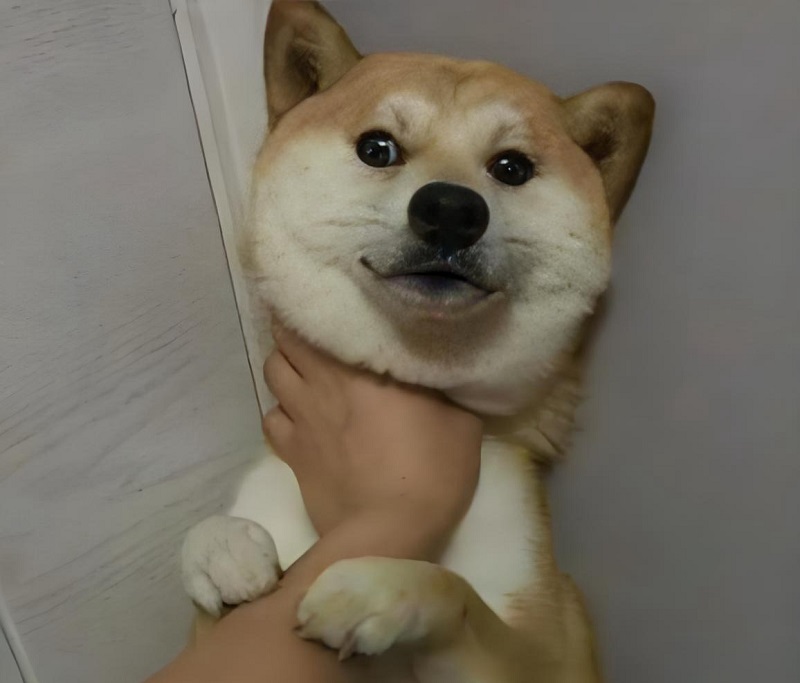 Chó Shiba bị giữ cổ nhẹ, biểu cảm bất lực chịu trận.