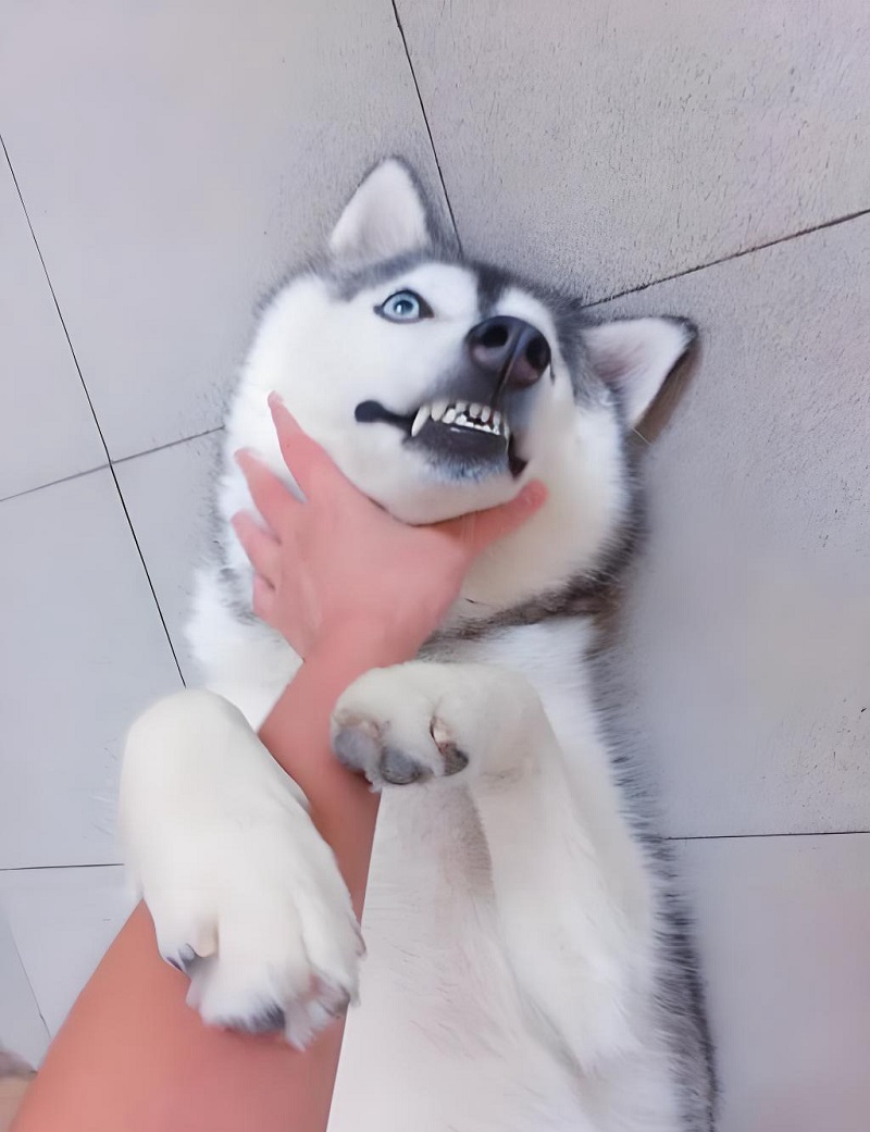 Chó Husky bị ôm cổ, mặt hoang mang như chưa hiểu chuyện gì.