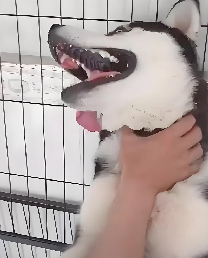 Husky bị bóp cổ yêu thương, miệng cười như mất kiểm soát.