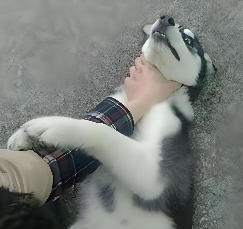 Chó nằm ngửa bị túm cổ nhẹ, vibe “sao đời lại đối xử vậy với tôi”.