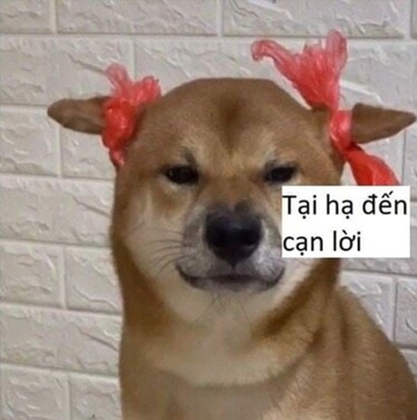 Meme cạn lời 4