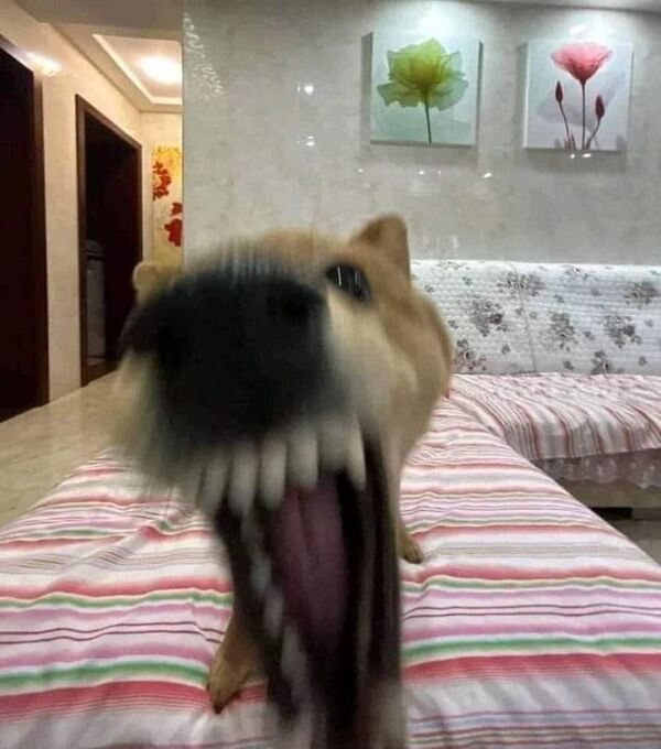 Meme chó cắn 23