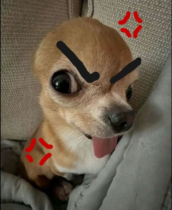 Meme chó cắn 38