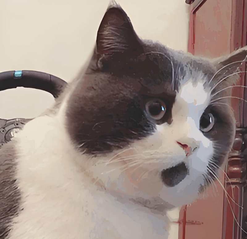 Con mèo nhìn vào camera với ánh mắt “cái gì ghê vậy trời”.