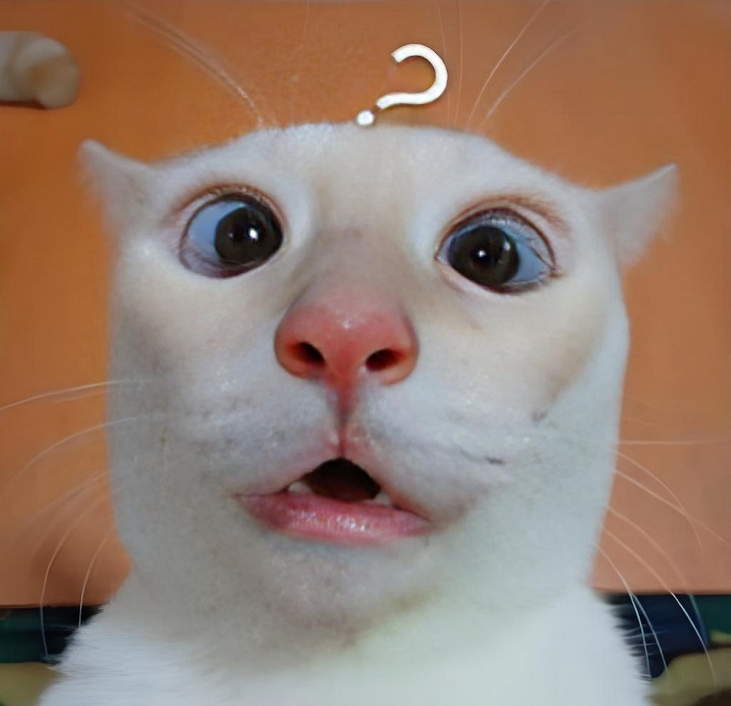 Mèo trắng mắt trợn miệng mở, vibe “sặc quá sặc quá”.
