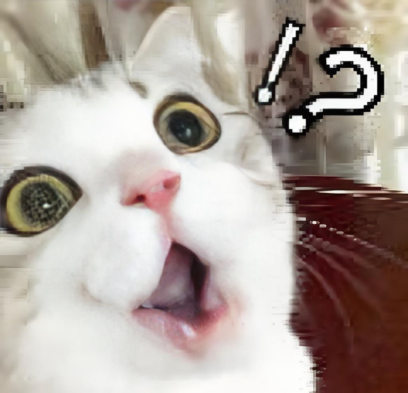 Mèo tam thể hoảng loạn nhìn vào hư vô, kiểu “tui lỡ tay bấm gửi rồi”.