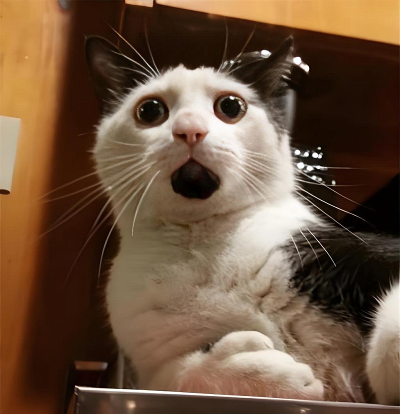 Mèo béo lăn ra khóc thét vì hối hận sau 3 giây hành động dại dột.