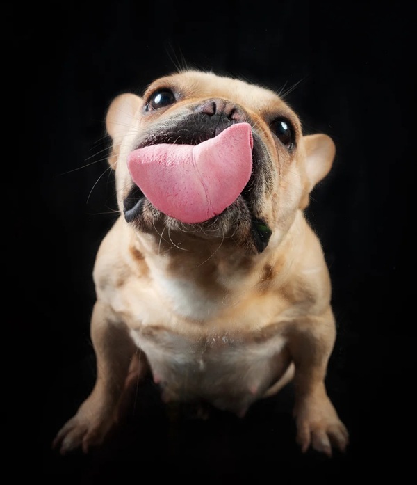 Meme liếm màn hình 19