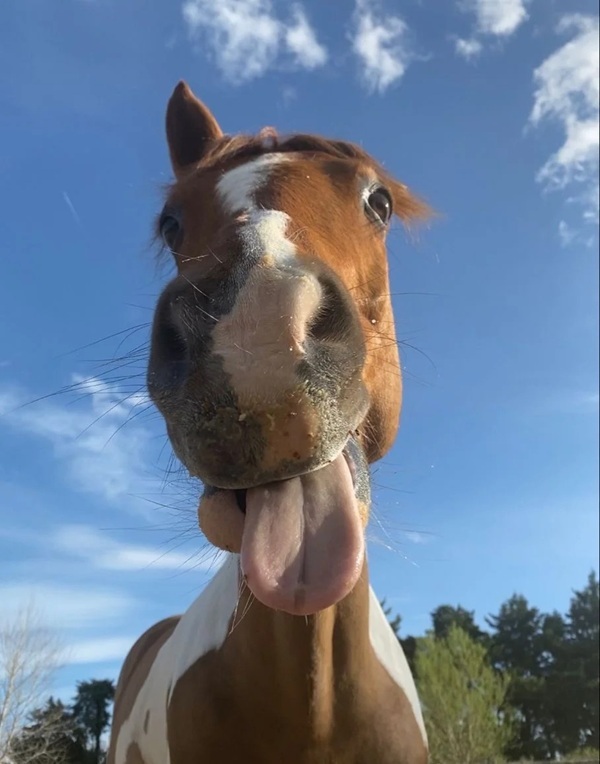 Meme liếm màn hình 28