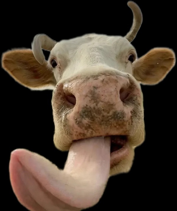 Meme liếm màn hình 30