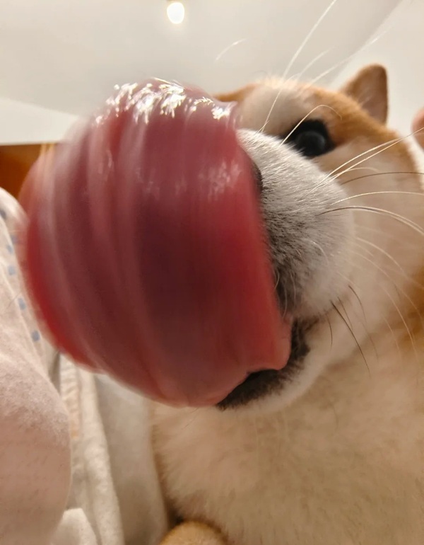 Meme liếm màn hình 31