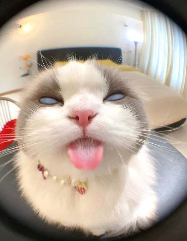 Meme liếm màn hình 32