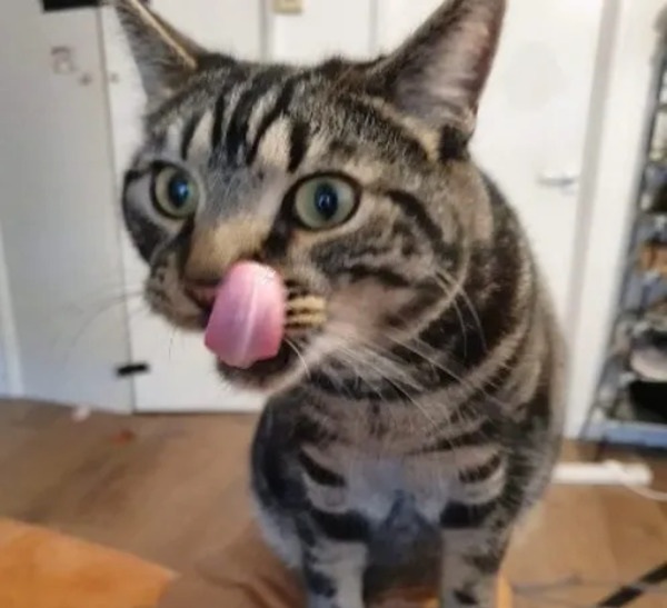 Meme liếm màn hình 34