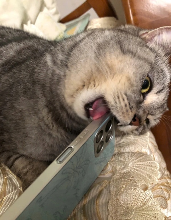 Meme liếm màn hình 8