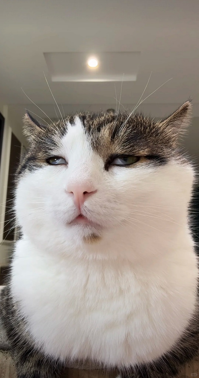 Mèo lông xù nhìn sang bên cạnh với gương mặt nghi ngờ cực mạnh.