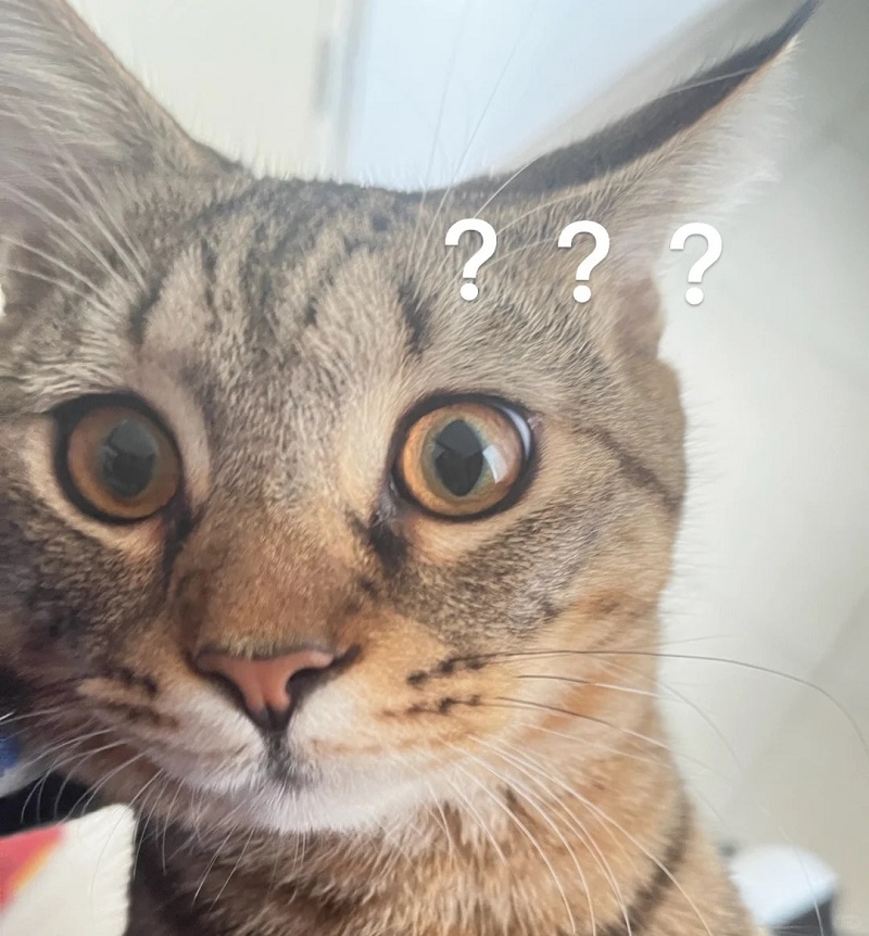 Mèo trợn mắt với dấu hỏi hiện phía trên đầu.