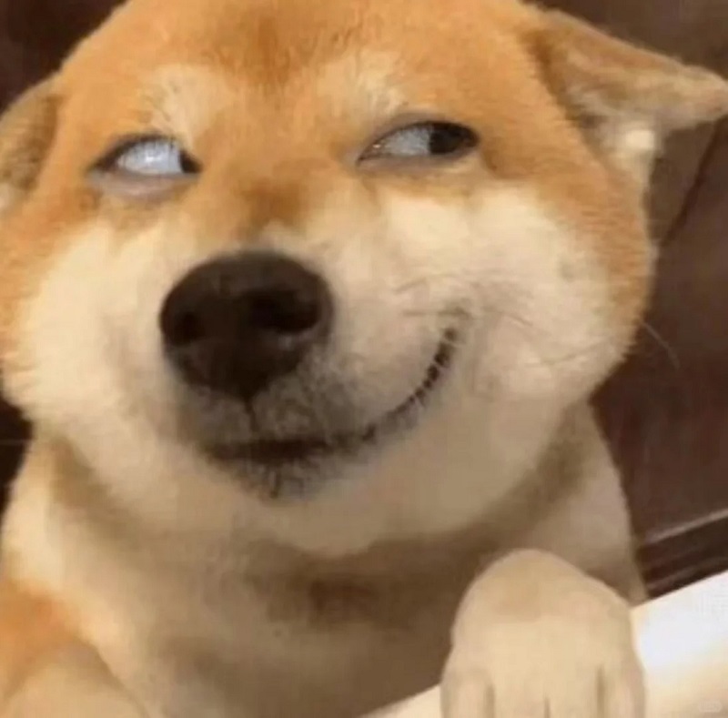 Chó shiba cười mỉm với biểu cảm đáng ngờ.