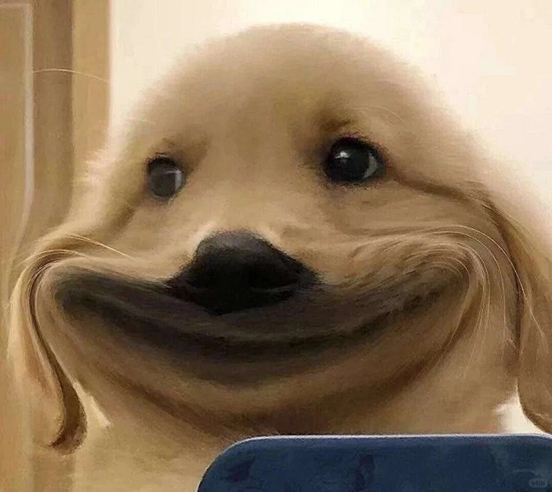 Chó mặt nhăn nhưng nở nụ cười trông rất đáng nghi.