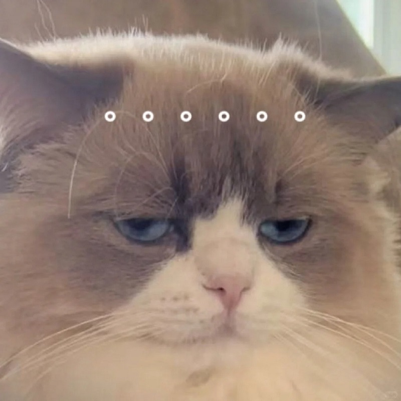 Mèo lông dài mở mắt to nhìn cực kỳ nghi ngờ.