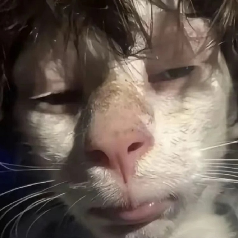 Mèo nhăn mặt như đang ngửi thấy gì sai sai.