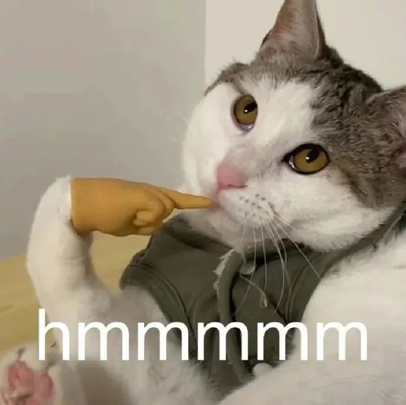 Mèo nghiêng đầu nhìn đầy hoài nghi và cảnh giác.