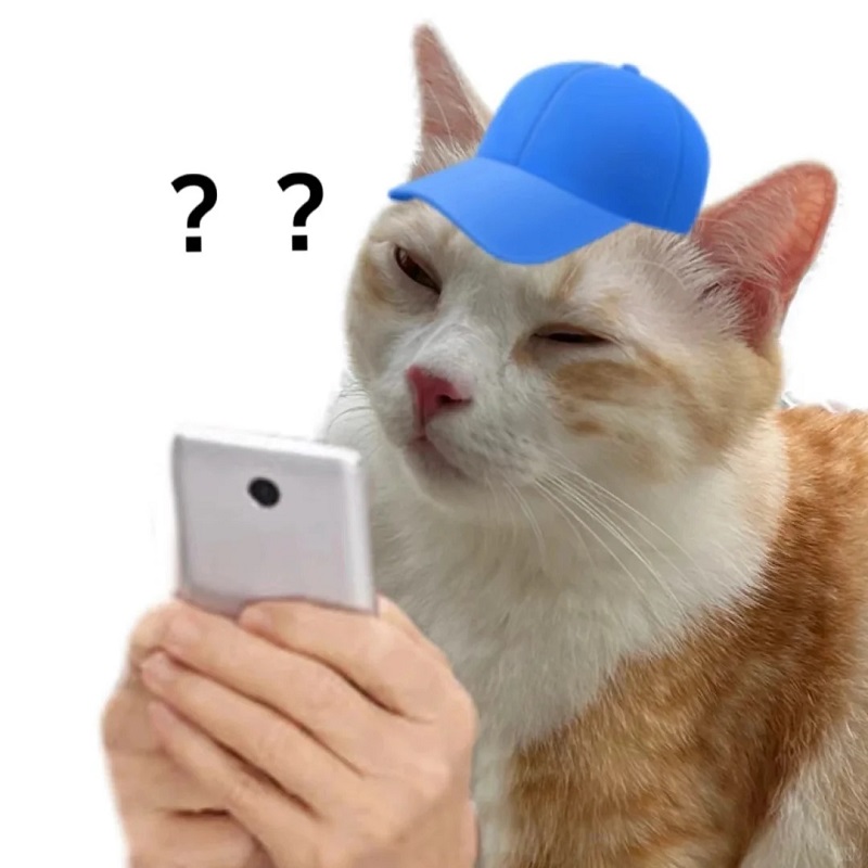Mèo cầm điện thoại với dấu hỏi hiện trên màn hình.