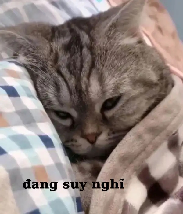 Meme nghiêm túc 17