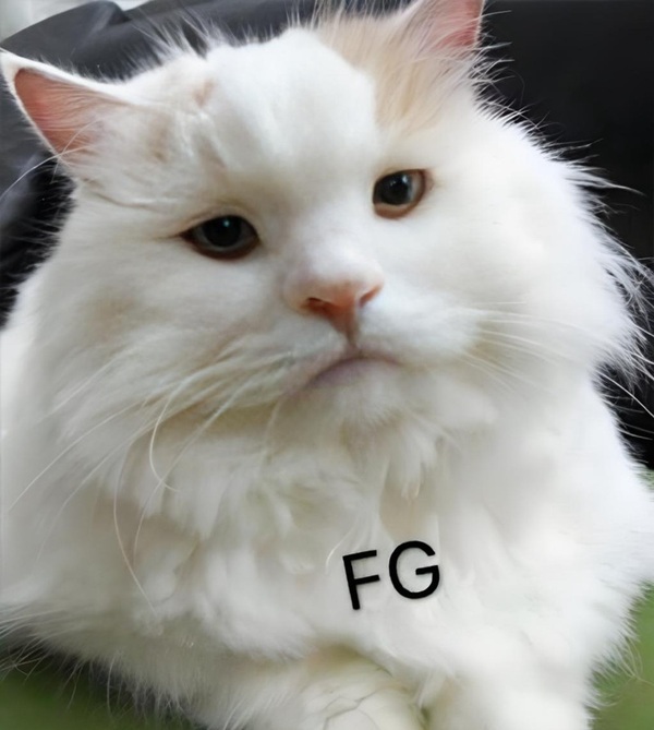 Meme nghiêm túc 28