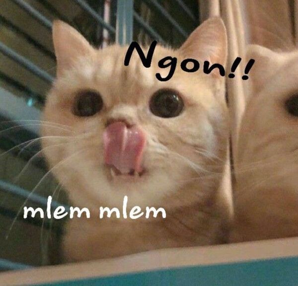 Meme ngon 16