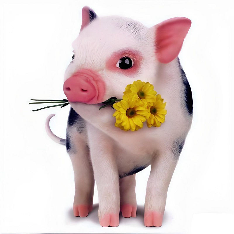 Heo hồng ôm hoa cười tươi, vibe “cute overload” nhưng hơi tấu.