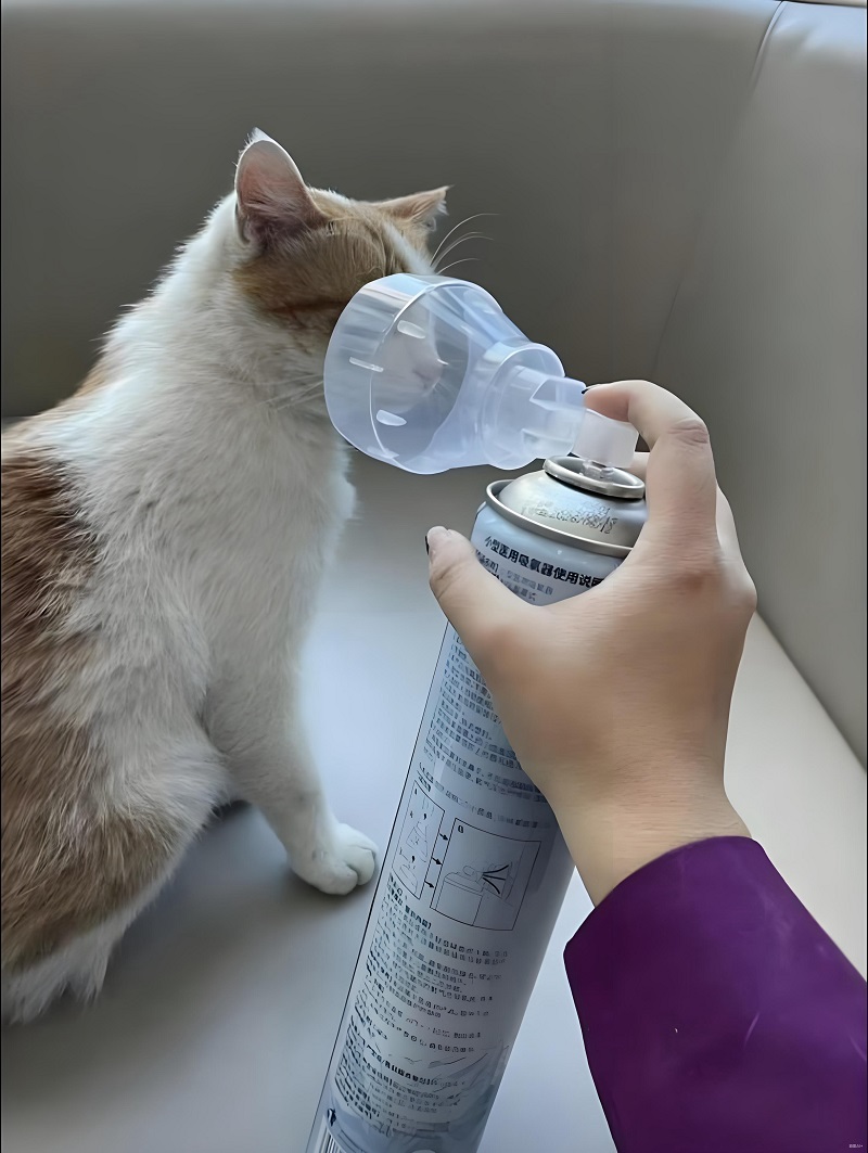 Mèo cắm oxy, mặt đơ như kiểu “xin nghỉ sống vài phút được không”.