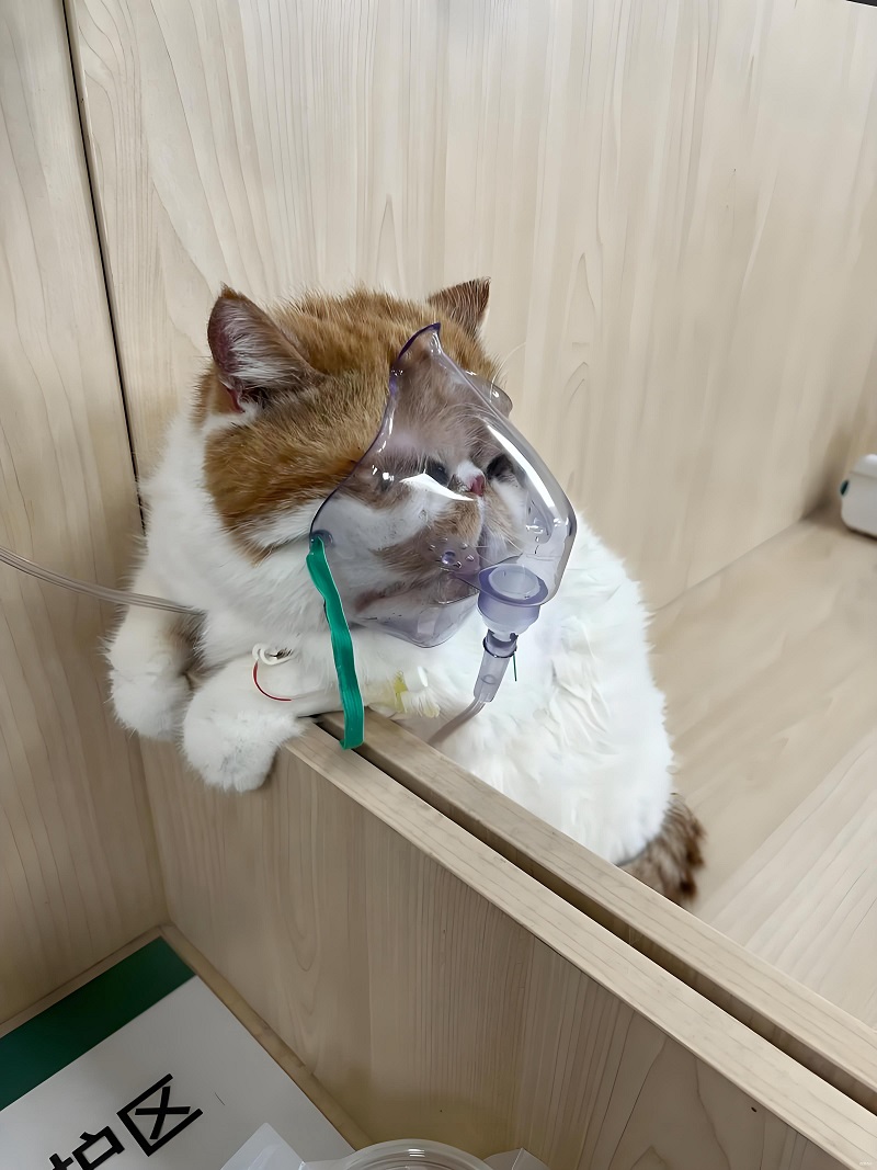 Mèo nhỏ đeo mặt nạ oxy, nhìn tội nghiệp mà buồn cười.