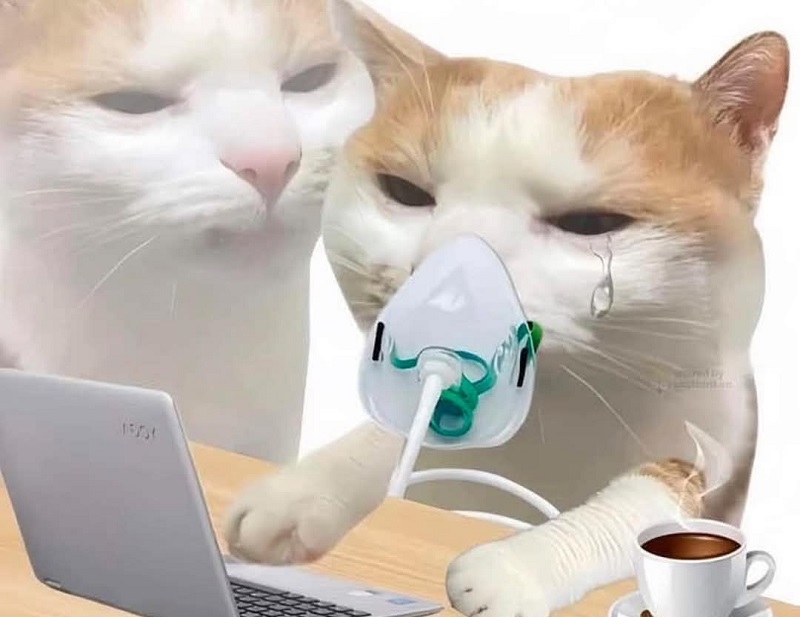 Mèo trắng thở oxy, nhìn ngộp mà vẫn đáng yêu hết nấc.