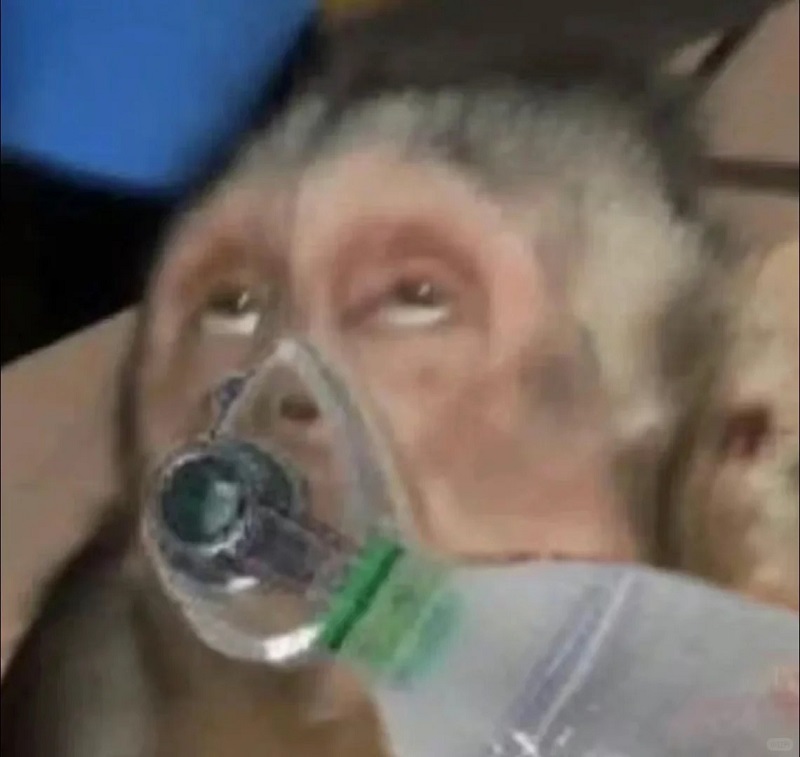 Khỉ cũng phải thở oxy mà thôi, đúng kiểu “vui thôi đừng vui quá”.